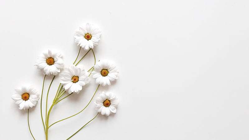 HD-wallpaper-white-flowers-branches-in-white-background-white-aesthetic