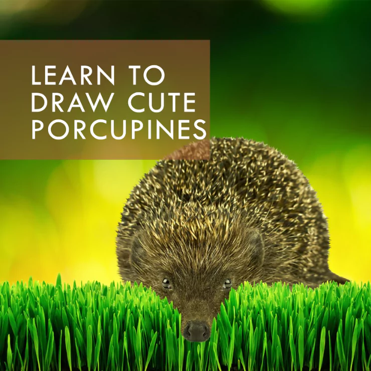 How to create cute porcupine drawings: Step by step guide
